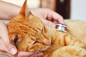 An orange tabby cat being examined by a Veterinary Professional Associate