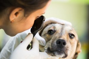 A small, brown dog getting his eyes examined by a Veterinary Professional Associate.